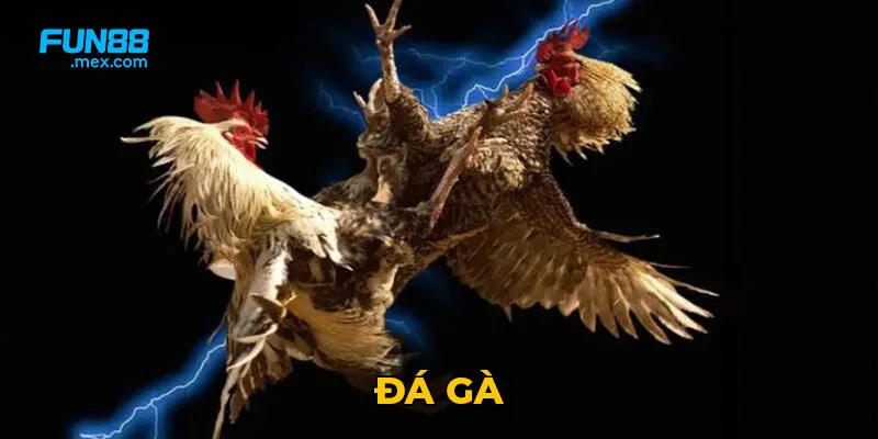 Đá Gà - Bộ Môn Truyền Thống Cho Đến hiện Đại 2 Trận đá gà kết thúc khi một trong hai con gà không thể chiến đấu