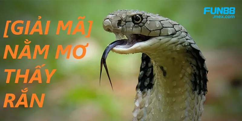 Có nhiều giấc mơ thấy rắn Có nhiều giấc mơ thấy rắn